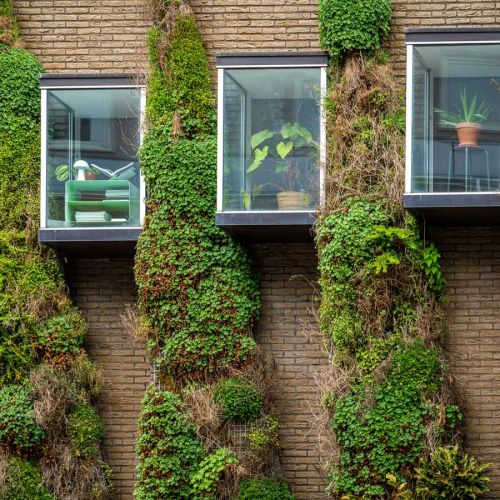 Begrünte Klinkerhauswand