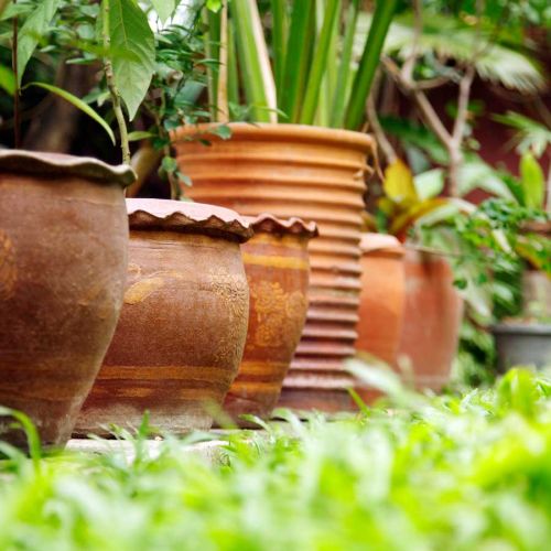 Pflanzen in Tontöpfen